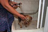 BAIN - YORKSHIRE TERRIER 093